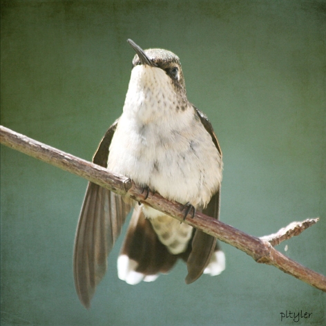 Hummingbird7