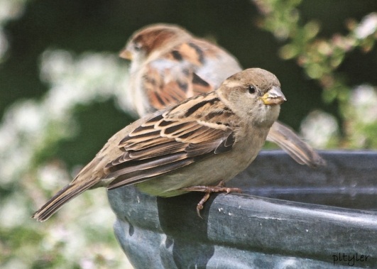Sparrow2