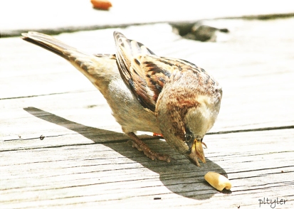 Sparrow10