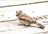 Sparrow6