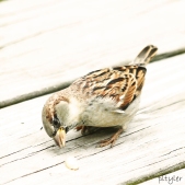 Sparrow7