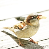 Sparrow9