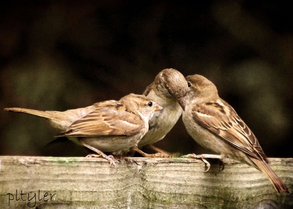 Sparrows3